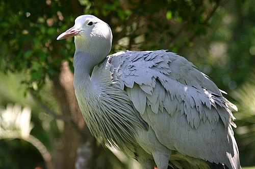 蓝蓑羽鹤- Blue Crane - Grus paradisea - 懂鸟- 鸟类图片鸣声识别与资讯