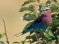 燕尾佛法僧 Lilac Breasted Roller Coracias Caudatus 懂鸟 全球鸟类识别