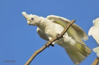 小凤头鹦鹉 Little Corella Cacatua Sanguinea 懂鸟 全球鸟类识别