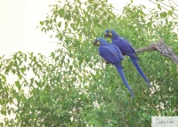 紫蓝金刚鹦鹉 Hyacinth Macaw Anodorhynchus Hyacinthinus 懂鸟 全球鸟类识别