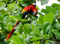 金刚鹦鹉 Scarlet Macaw Ara Macao 懂鸟 全球鸟类识别