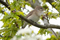 庭园林莺 Garden Warbler Sylvia Borin 懂鸟 全球鸟类识别