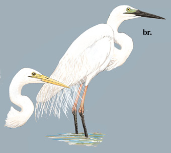 大白鹭 Great Egret Ardea Alba 懂鸟 全球鸟类识别