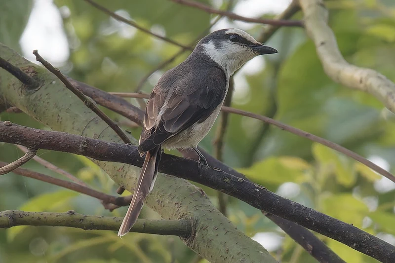 小灰山椒鸟- Swinhoe's Minivet - Pericrocotus cantonensis - 懂鸟