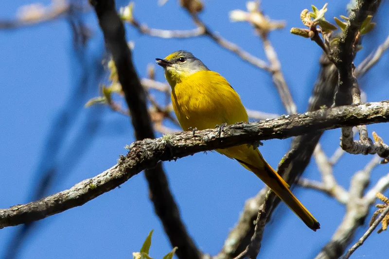 ❁小鳥❁ 长尾山椒鸟- Long-tailed Minivet - Pericrocotus ethologus - 懂鸟
